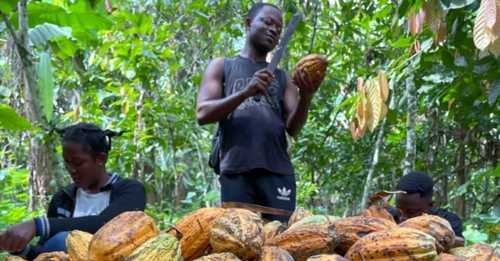 Cocoa Prices Reach Highest Levels in Over a Decade