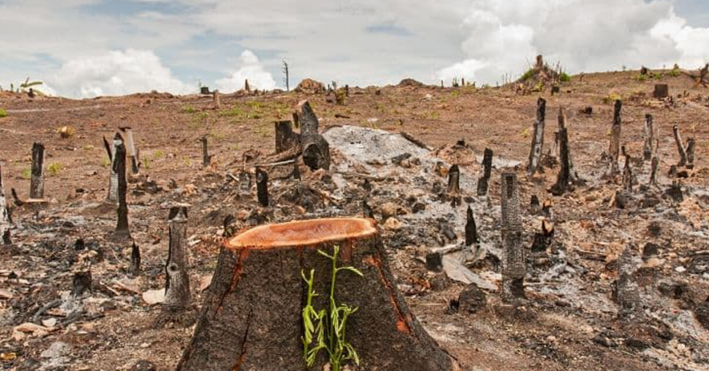 Deforestation