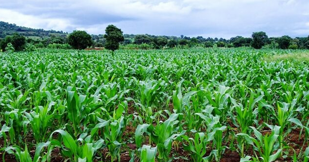 Redefining East Africa's Food Systems