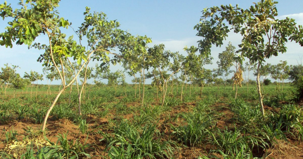 Farmers Nurture Trees for a Greener Future