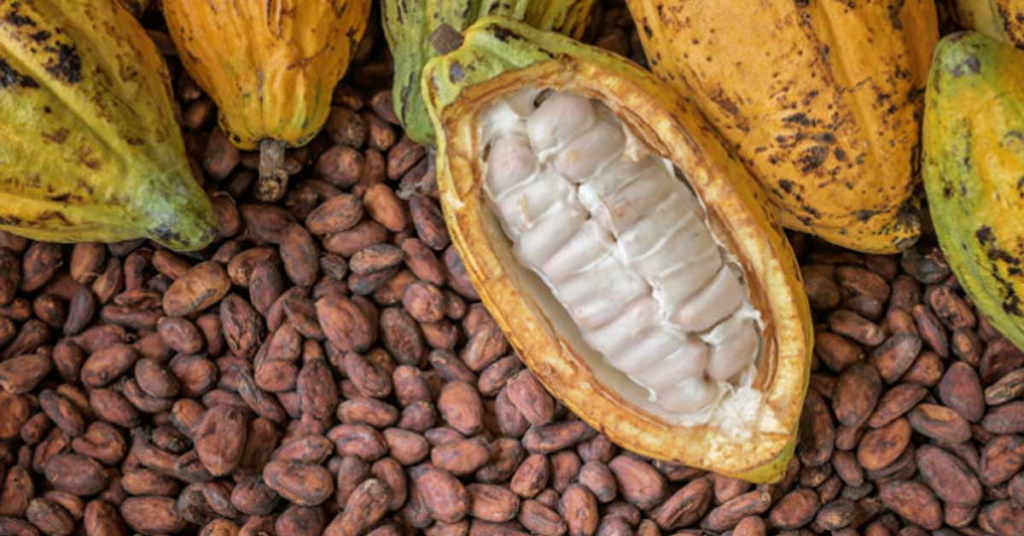 Cocoa Market Dynamics